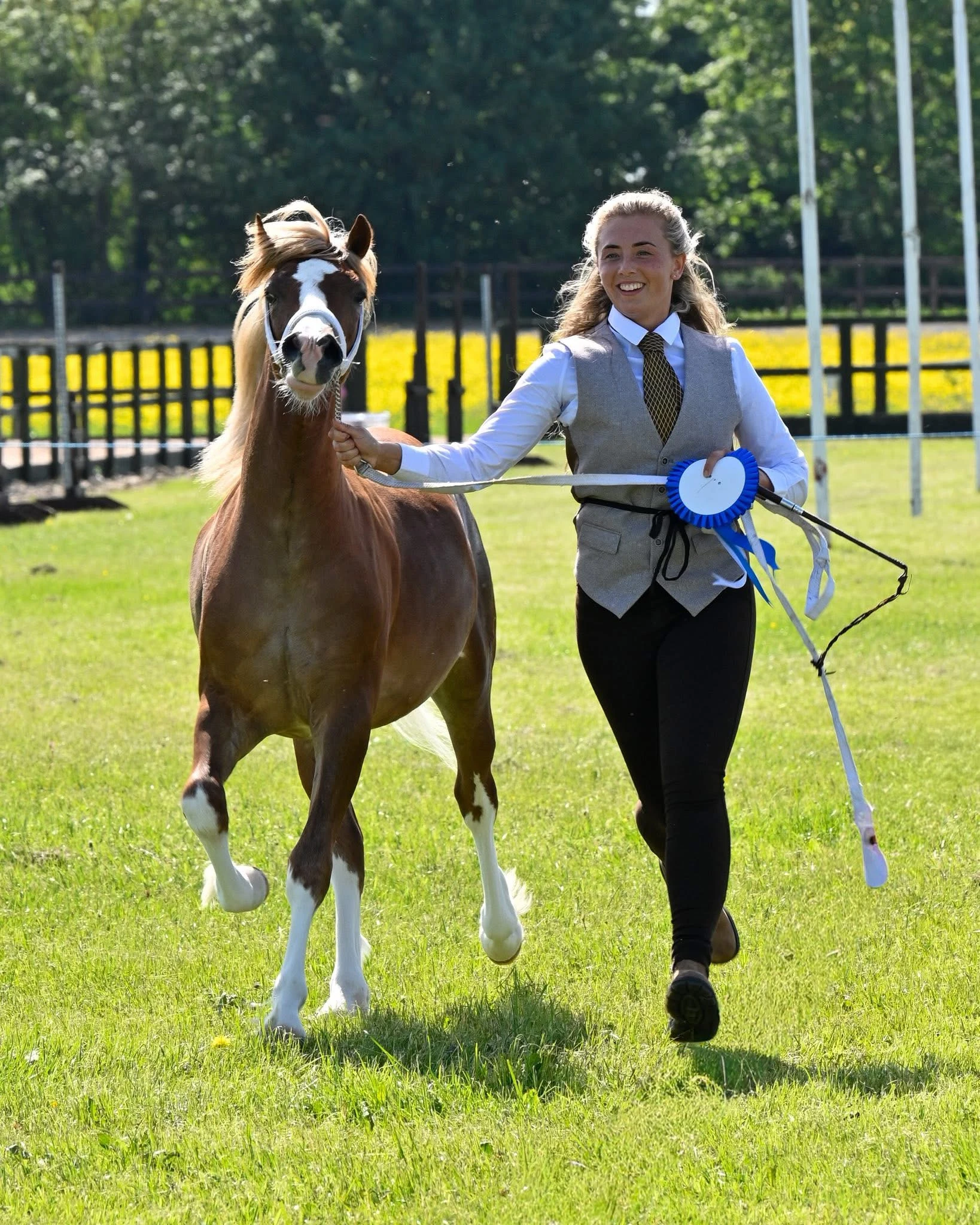 Albert in hand with his handler