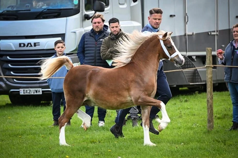 Albert moving in hand on grass