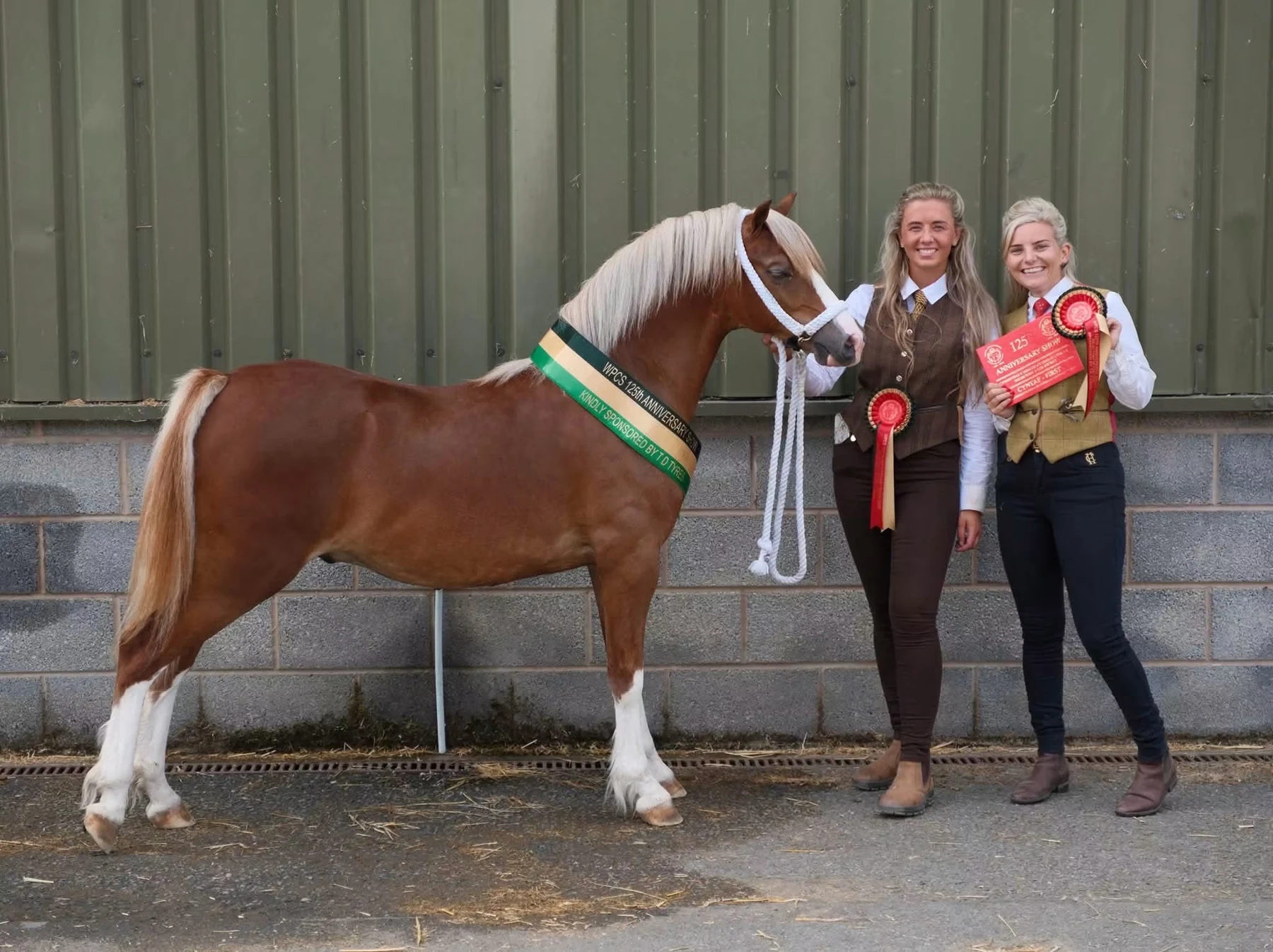 A pony with his handlers and rosettes after showing