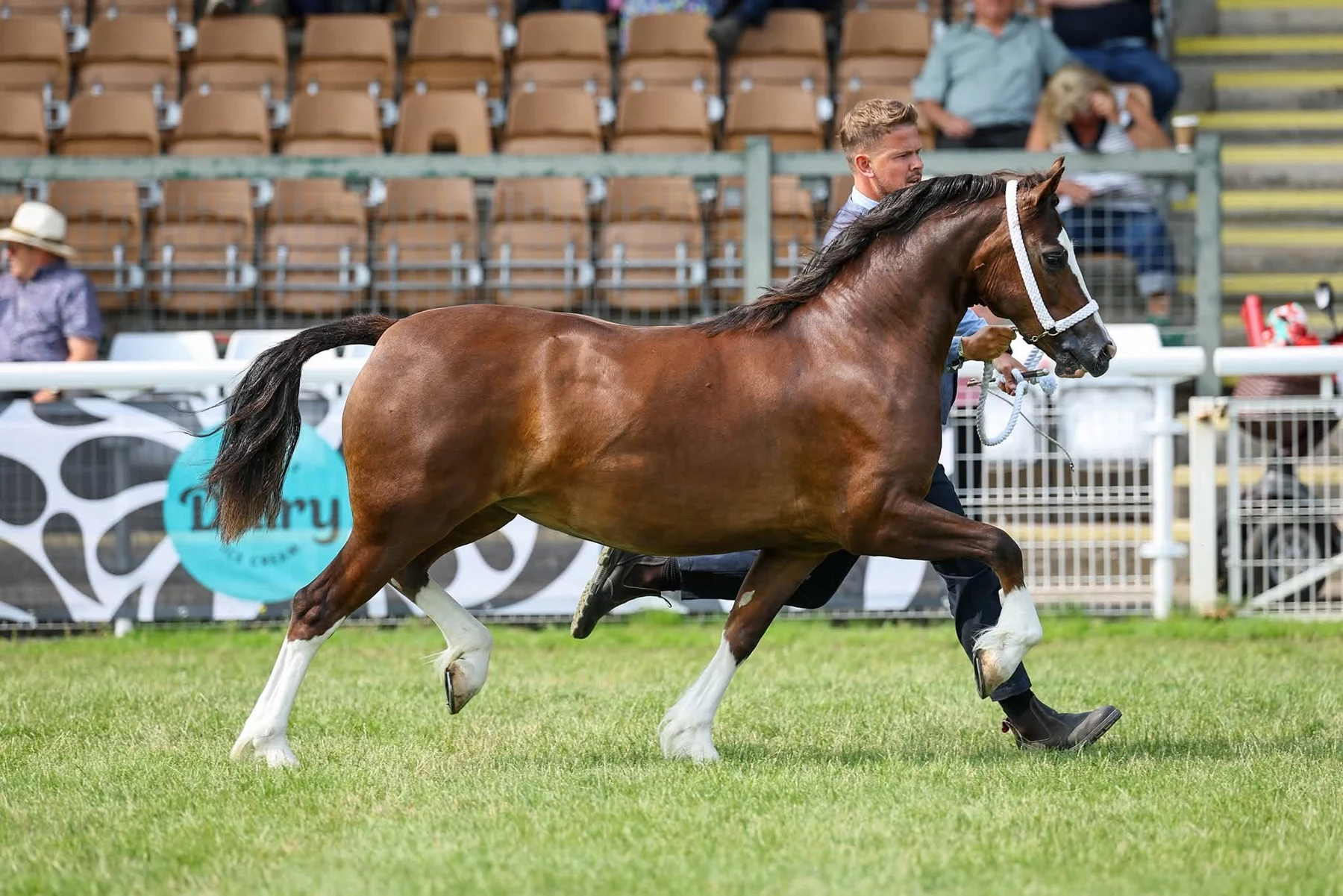 A pony and handler moving through the show ring
