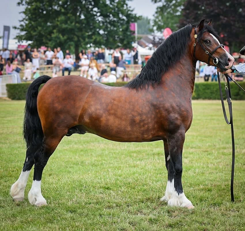 Thorneynewside Reload (Ronnie) standing with a handler